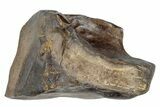 Fossil Dinosaur (Triceratops) Shed Tooth - Montana #288085-1